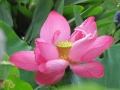 winlinh's picture