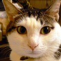 qwombat's picture