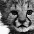 cucachacha's picture
